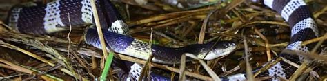 Kenapa ular weling tidak boleh dibunuh  Tidak berhenti sampai di situ, bisa yang diakibatkan oleh ulat tanah bisa menimbulkan bengkak